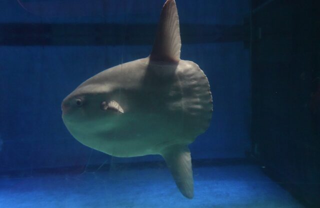 マンボウ